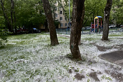 Тополиный пух и одна искра: опасное сочетание